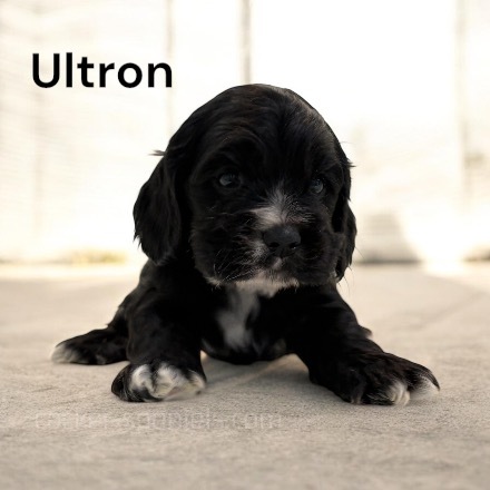 puppy, for, sale, Cocker Spaniel, Joe & Cherri  Overlease, dog, breeder, Miller, MO, dog-breeder, puppy-for-sale, forsale, nearby, find, puppyfind, locator, puppylocator, aca